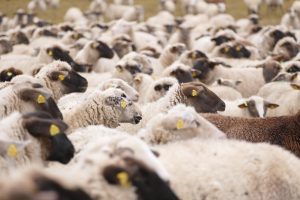 Sheeps, animals, mammals — Unlock Rewards with the Latest No Deposit Casino Bonus